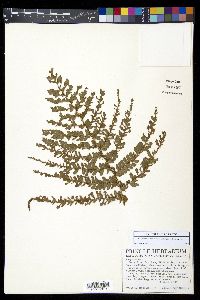 Polystichum concinnum image