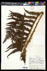 Polystichum concinnum image