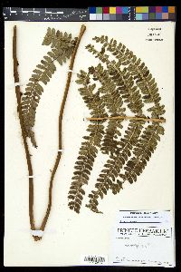 Polystichum concinnum image
