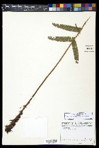 Polystichum concinnum image