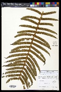 Polystichum concinnum image
