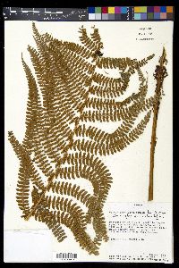 Polystichum concinnum image