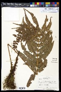 Polystichum concinnum image