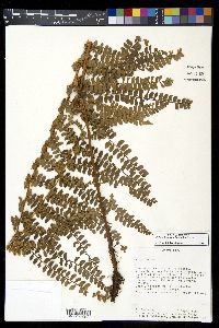 Polystichum concinnum image