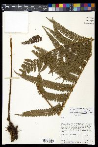Polystichum concinnum image