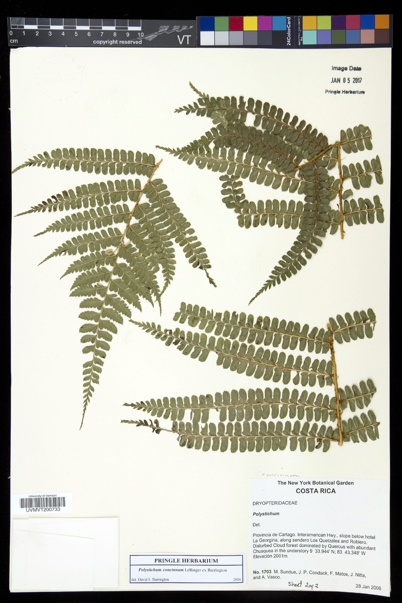 Polystichum concinnum image