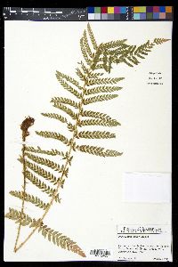 Polystichum dudleyi image
