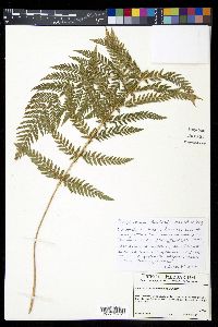 Polystichum dudleyi image