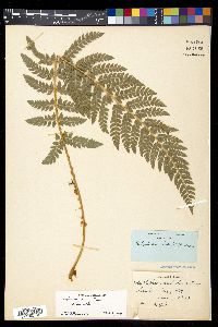 Polystichum dudleyi image