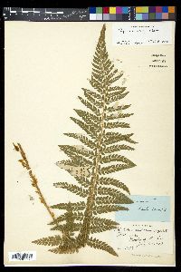 Polystichum dudleyi image