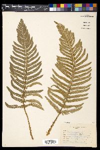 Polystichum dudleyi image