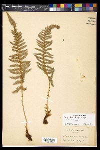 Polystichum dudleyi image