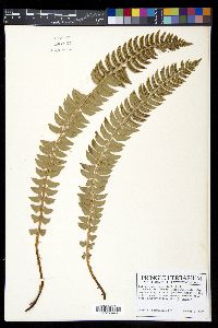Polystichum lonchitis image