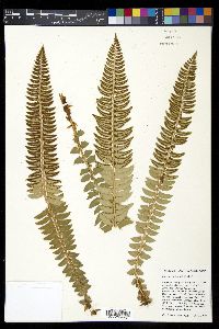 Polystichum lonchitis image