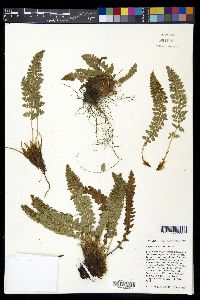Polystichum lemmonii image
