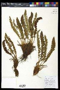 Polystichum lemmonii image