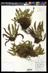 Polystichum lemmonii image