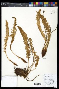 Polystichum lemmonii image