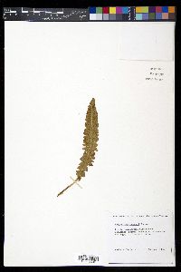 Polystichum lemmonii image