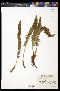Polystichum lemmonii image