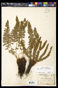 Polystichum lemmonii image