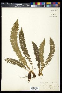 Polystichum lonchitis image