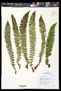 Polystichum lonchitis image