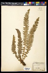 Polystichum lonchitis image