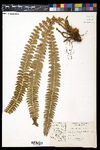 Polystichum lonchitis image