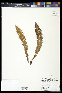 Polystichum lonchitis image