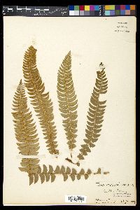 Polystichum lonchitis image