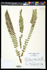 Polystichum lonchitis image