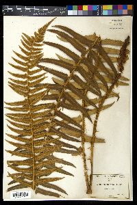 Polystichum munitum image