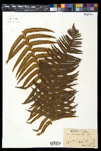 Polystichum munitum image