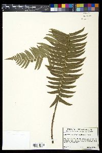 Polystichum munitum image
