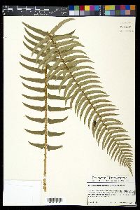 Polystichum munitum image