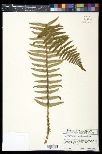 Polystichum munitum image