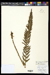 Polystichum orbiculatum image