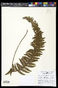 Polystichum orbiculatum image