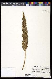 Polystichum orbiculatum image