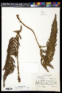Polystichum orbiculatum image