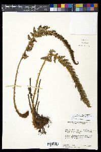 Polystichum orbiculatum image