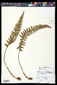 Polystichum orbiculatum image