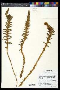 Polystichum orbiculatum image