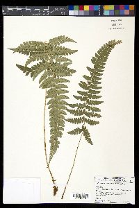 Polystichum platyphyllum image