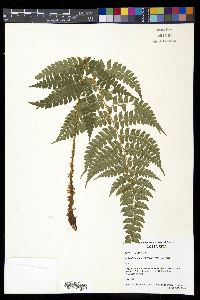 Polystichum platyphyllum image