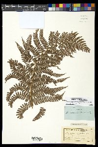Polystichum ordinatum image