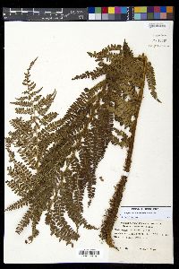 Polystichum ordinatum image