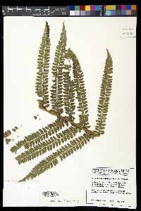 Polystichum ordinatum image