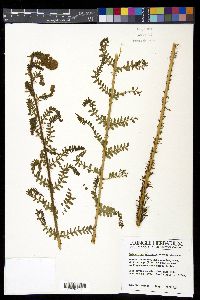 Polystichum ordinatum image